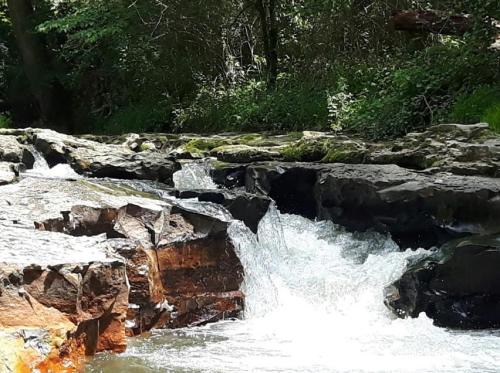 A serene stream flows over rocky terrain, surrounded by lush greenery and dappled sunlight.