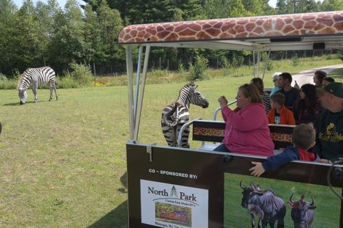 A safari tour vehicle with people inside, observing zebras grazing in a grassy area. Trees in the background.