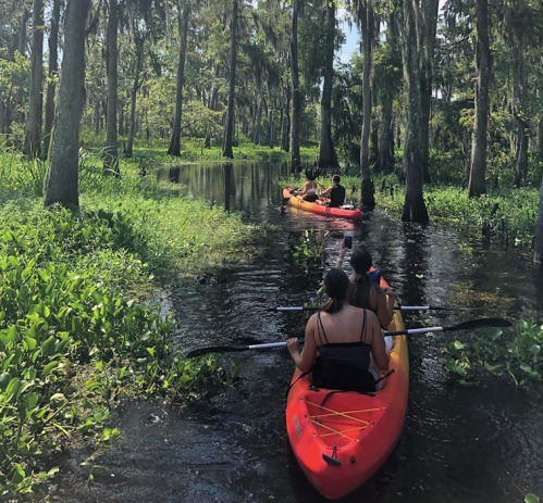 Three people kayaking through a lush, green swamp with tall trees and calm waters.