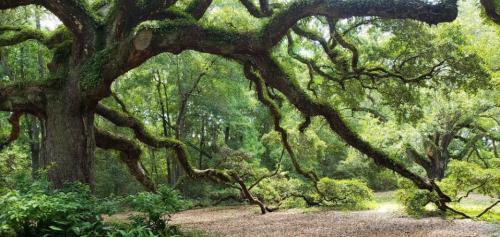 A sprawling tree with thick, moss-covered branches in a lush green forest setting.