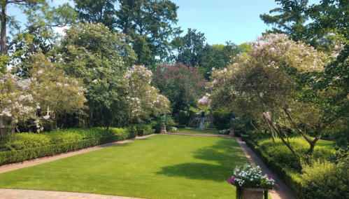 Lush garden with green lawn, flowering trees, and a serene atmosphere under a clear blue sky.
