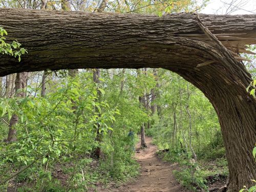 A curved tree trunk arches over a dirt path surrounded by lush green foliage and trees.