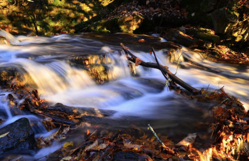 A serene stream flows over rocks, surrounded by autumn leaves and branches, illuminated by soft sunlight.