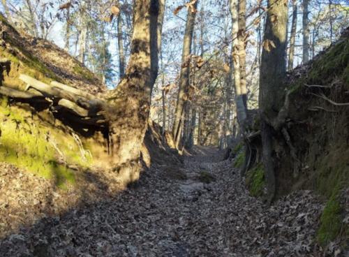 A serene forest path lined with trees and moss-covered earth, surrounded by fallen leaves.