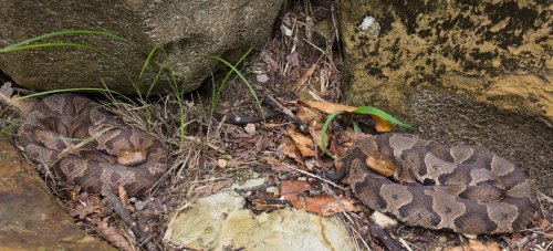 Two brown snakes resting on the ground among rocks and dry leaves, blending into their natural surroundings.