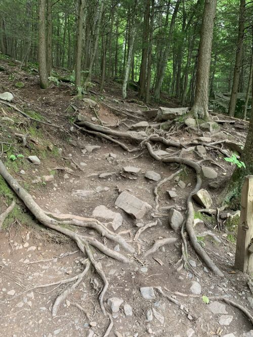 A forest trail with exposed tree roots and rocks, surrounded by dense greenery and trees.
