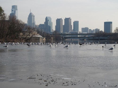 A frozen river with seagulls scattered on the ice, city skyline in the background under a cloudy sky.