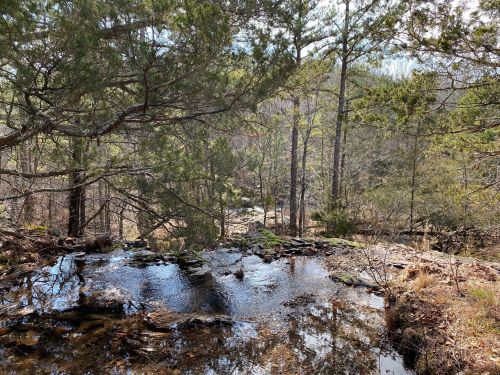 A serene forest scene featuring a small stream flowing over rocks, surrounded by trees and sunlight filtering through the leaves.