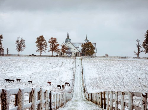 A snowy landscape with a farmhouse and trees, featuring cows grazing in the foreground and a path leading to the house.