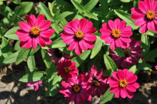 Bright pink flowers with yellow centers surrounded by green leaves in a sunny garden setting.