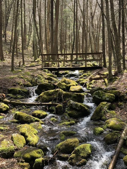 A serene forest scene with a wooden bridge over a flowing stream, surrounded by moss-covered rocks and trees.