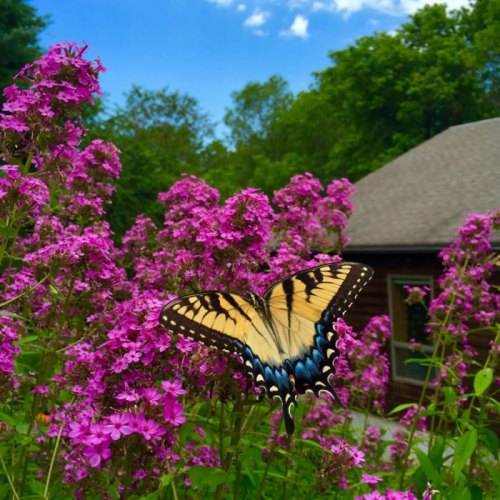 A butterfly with yellow and black wings rests on vibrant pink flowers, with a house and trees in the background.