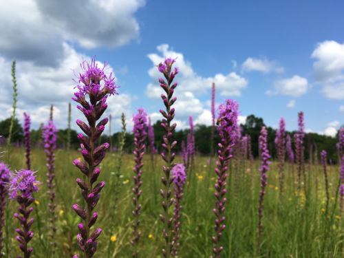 A field of tall purple flowers under a blue sky with fluffy clouds. Green grass and trees are in the background.