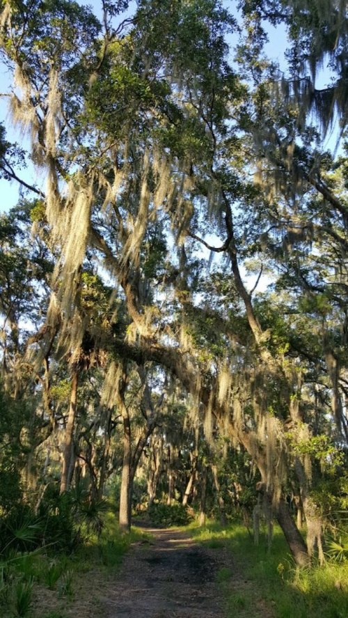 A serene forest path lined with tall trees draped in Spanish moss, surrounded by lush greenery and dappled sunlight.
