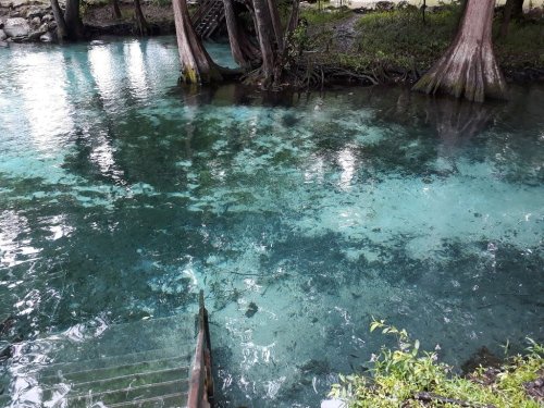 Clear blue water surrounded by trees, with a wooden step leading into the serene natural setting.