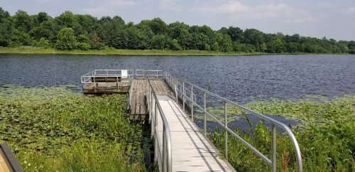A wooden dock extends into a calm lake, surrounded by lush greenery and lily pads under a clear blue sky.