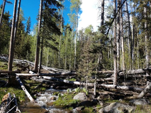 A serene forest scene with tall trees, fallen logs, and a small stream flowing through lush greenery under a blue sky.