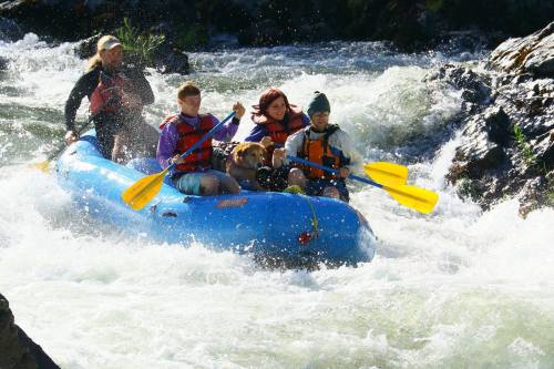 A group of four people and a dog enjoy white-water rafting on a river, splashing through the waves.