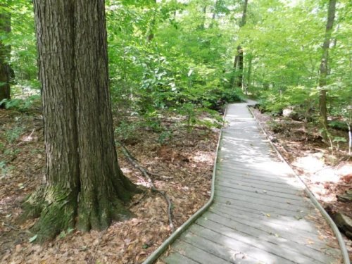 A wooden boardwalk winding through a lush green forest with tall trees and dense foliage.