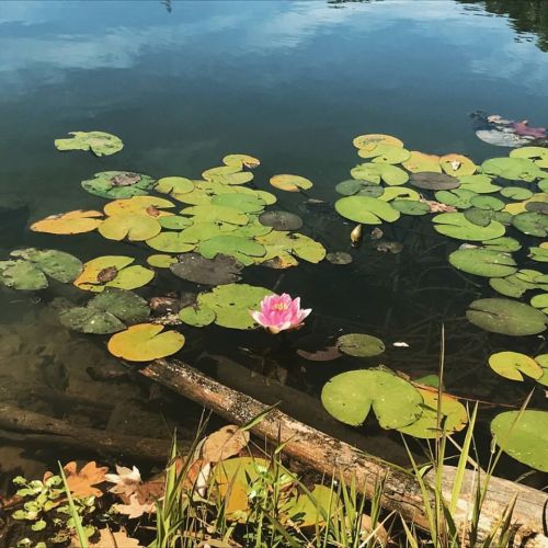 A serene pond with lily pads and a single pink lotus flower floating on the water's surface.
