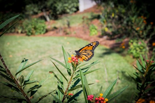 A monarch butterfly perched on vibrant flowers in a lush garden setting.