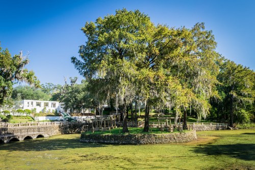A lush green tree with Spanish moss stands on an island surrounded by water, with a bridge and buildings in the background.