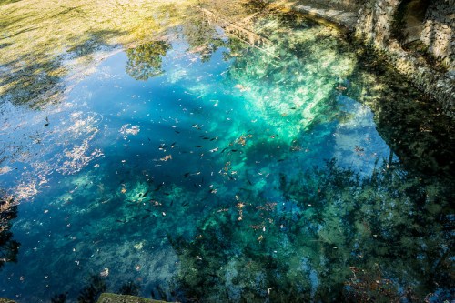 Clear blue water reflecting trees and sky, with leaves and small fish visible beneath the surface.