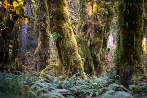 Lush forest scene with moss-covered trees and ferns, creating a vibrant, green, and serene atmosphere.