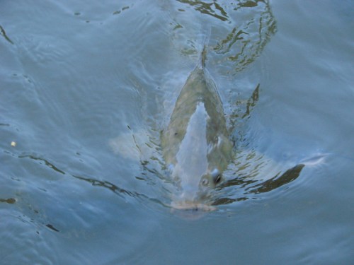 A fish swimming just below the surface of clear blue water, creating gentle ripples around it.