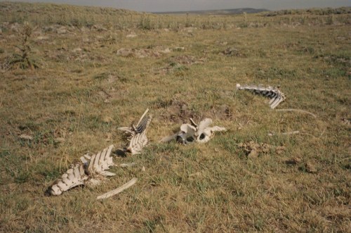 A scattered animal skeleton lies on grassy terrain under a cloudy sky.