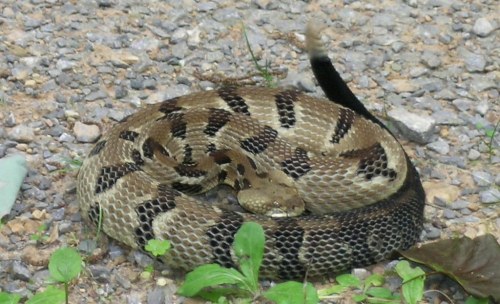 A coiled snake with a patterned brown and black body resting on gravel, surrounded by green plants.