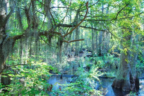 Lush green swamp with cypress trees, hanging moss, and a serene waterway surrounded by dense foliage.