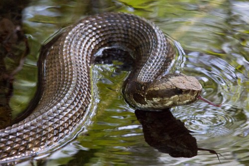 A snake glides through water, its scales reflecting light as it flicks its tongue.