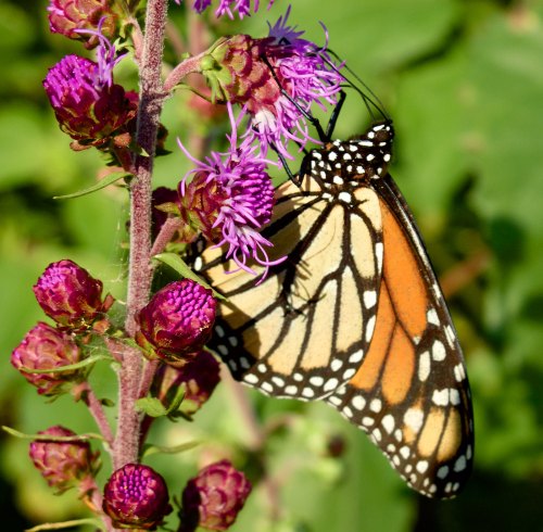 A monarch butterfly perched on vibrant purple flowers, showcasing its distinctive orange and black wings.