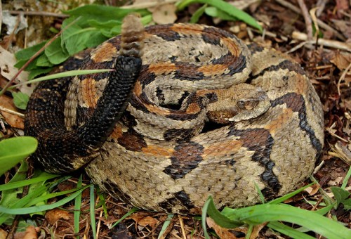 A coiled snake with a patterned body resting on the ground among green leaves and twigs.