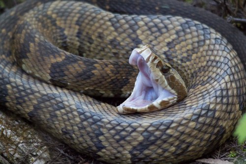 A close-up of a coiled snake with its mouth open, showcasing its patterned scales and fangs.