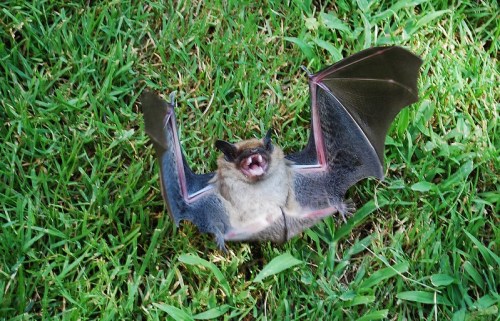 A bat with outstretched wings is resting on green grass, displaying its open mouth.