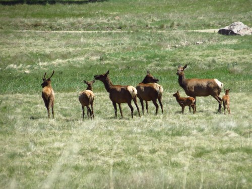 A group of elk, including adults and a calf, standing together in a grassy field.
