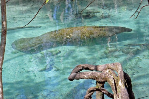 A manatee swims in clear water, surrounded by submerged roots and natural vegetation.