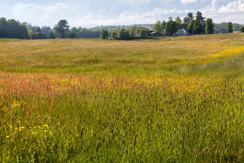 A vibrant field of wildflowers and tall grass, with a distant farmhouse and trees under a partly cloudy sky.