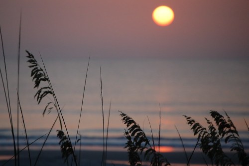 Sunset over calm waters, with tall grass silhouetted in the foreground against a pastel sky.