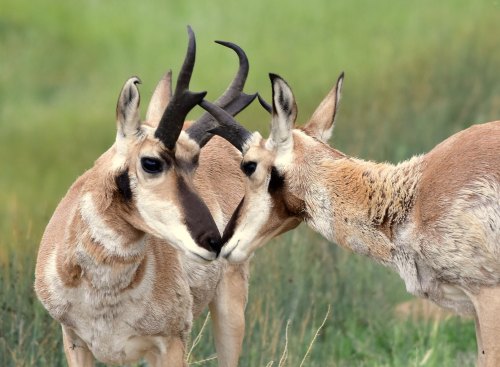 Two pronghorn antelope interact in a grassy field, one with prominent horns and the other nuzzling close.