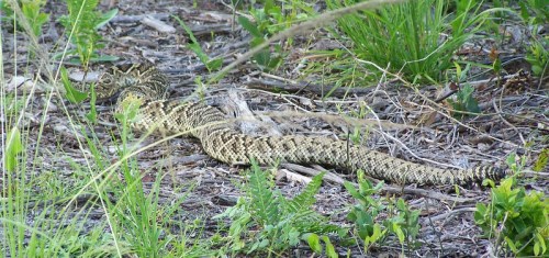 A patterned snake resting on the ground among grass and twigs in a natural setting.