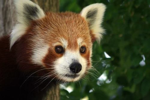 A close-up of a red panda's face, featuring its distinctive reddish-brown fur and white facial markings.