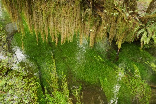 Lush green moss and aquatic plants reflect in clear water beneath a canopy of hanging moss.