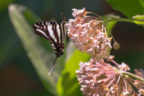 A black and white butterfly perched on pink flowers, surrounded by green leaves in a vibrant garden setting.