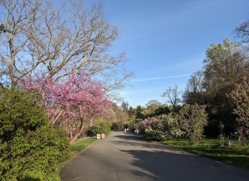 A serene park path lined with blooming trees and greenery, with people walking in the distance under a clear blue sky.