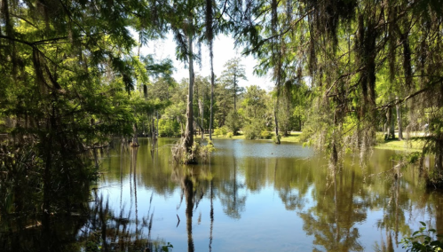 A serene pond surrounded by lush greenery and trees, reflecting the clear blue sky and sunlight.