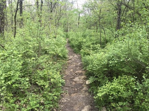 A narrow dirt path winds through a lush green forest filled with young trees and dense underbrush.