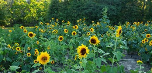 A vibrant field of sunflowers in full bloom, surrounded by lush green foliage under a clear blue sky.